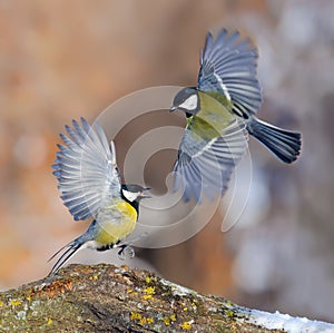 Two Great tits conflict display with all anger and bright plumage photo