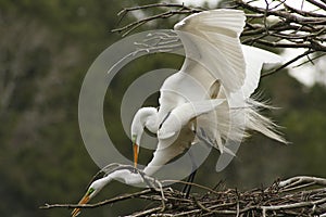 Two great white egrets mating in Georgia.