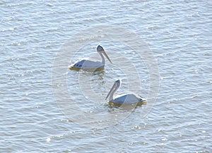 Two Great White Pelicans Pelecanus Onocrotalus floating on Water Surface