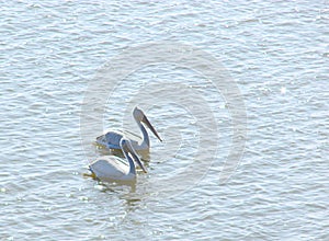 Two Great White Pelicans Pelecanus Onocrotalus floating on Water Surface