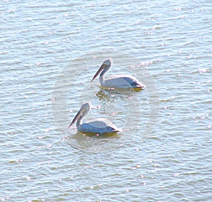 Two Great White Pelicans Pelecanus Onocrotalus floating on Water Surface