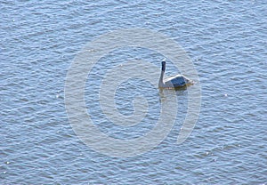 Two Great White Pelicans Pelecanus Onocrotalus floating on Water Surface