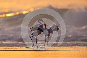 Two Greater Flamingos on the beach.