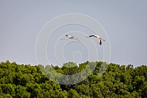 Two greater Flamingos flying over Ras Al Khor Wildlife Sanctuary in Dubai
