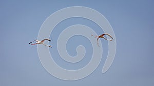 Two Greater Flamingos flying in a row over Ras Al Khor Wildlife Sanctuary in Dubai, UAE