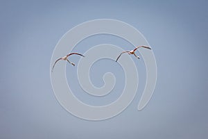 Two Greater Flamingos (Phoenicopterus roseus) flying synchronized in a row.