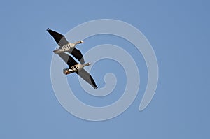 Two Greater White-Fronted Geese Demonstrating Synchronized Flying