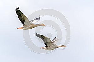 Two Greater White-fronted Goose Anser albifrons in flight.