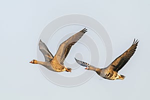 Two Greater White-fronted Goose Anser albifrons in flight.