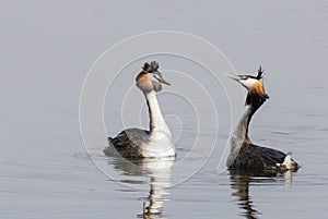 Two  grebes at the beginning of the mating season on the lake