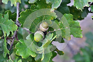 Due verde ghiande (Quercia noccioline) 