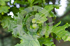 Green acorns of Pedunculate oak photo