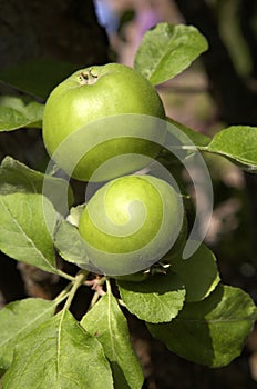 Two green apples