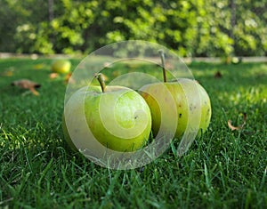 Two green apples on the grass