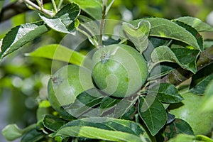 Two green apples growing on the tree