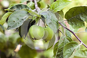 Two green apples growing on tree