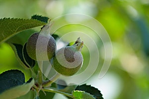 Two green apples growing on the tree