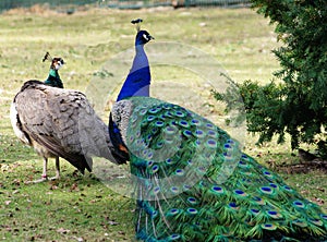 Two Green beautiful peacocks