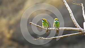 Two Green bee-eater bird on branch of tree photo