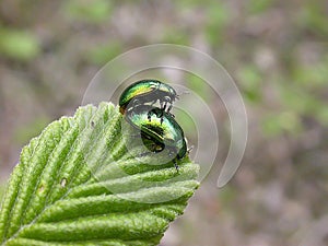 Two green beetles photo