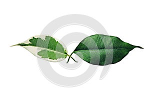 Two green Benjamin tree leaves isolated on white, skin pigmentation symbol photo