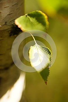 Two green birch tree leaves grow from trunk in sunny autumn garden