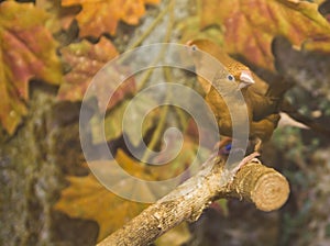 Two green birds on the bough