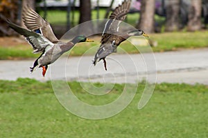 Two green birds flying