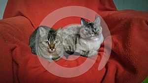 two green and blue-eyed cats sitting on a sofa covered with a red blanket