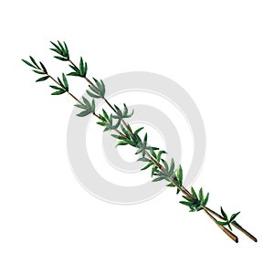 Two green branches of thyme isolated on white background.  Watercolor illustration