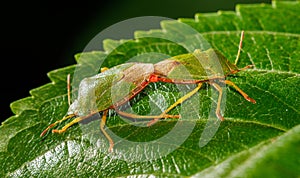 Two green bugs are on a leaf