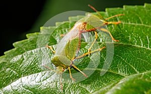 Two green bugs are on a leaf