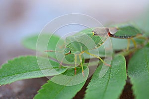 Two green bugs pairing