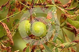 Two green chestnuts on the tree