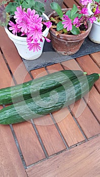Two green  cucumber on a table