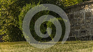 Two green cut shrubs