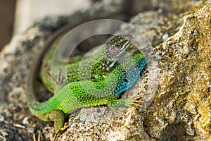 Two green emerald glossy geckos lizards on a rock