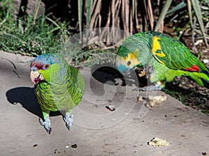 Two green exotics parrots eating seeds