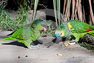 Two green exotics parrots eating seeds