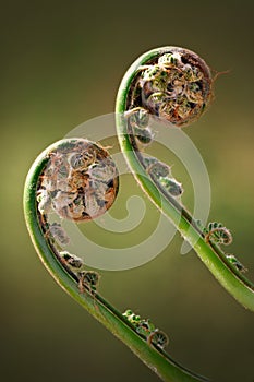 Two Green Fiddleheads On Woodland Fern in Spring
