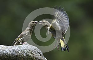 Two green finches