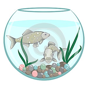 Two green fishes in the round aquarium