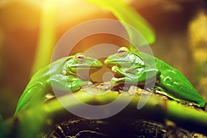 Two green frogs sitting on leaf looking on each other