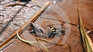 Two Green Frogs Sitting on River Bank in Water with Flying Midges and Ants