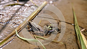 Two Green Frogs Sitting on River Bank in Water with Flying Midges and Ants