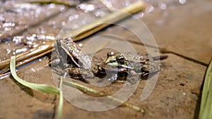 Two Green Frogs Sitting on River Bank in Water with Flying Midges and Ants