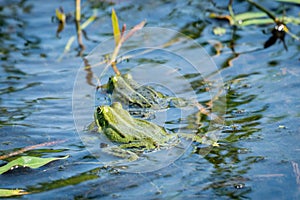 Two green frogs in a pond