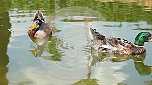 Two green head ducks swimming