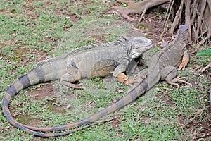 Two green iguanas are sunbathing before starting its daily activities.