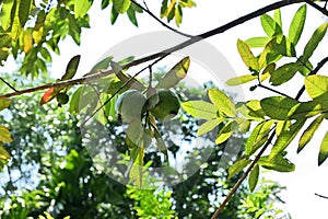 Two green immature Guava fruits hanging from a Guava branch, view from below